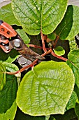 PRUNING ACTINIDIA,  KIWI