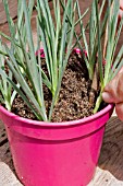 DIANTHUS CUTTINGS IN POT OF GRITTY COMPOST