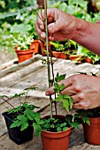 CLEMATIS MACROPETALA SEEDLINGS IN POTS
