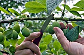 PRUNUS DOMESTICA,  THINNING PLUMS,  FRUIT
