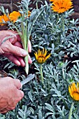 GAZANIA TALENT PROPAGATION,  TAKING CUTTINGS WITH KNIFE