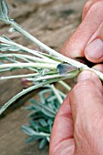 GAZANIA TALENT PROPAGATION,  TRIMMING CUTTINGS WITH KNIFE