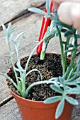 GAZANIA TALENT PROPAGATION,  INSERT INTO GRITTY COMPOST