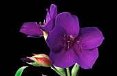 TIBOUCHINA ORGANENSIS, PORTRAIT OF FLOWER