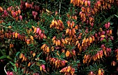 ERICA CARNEA CHALLENGER,  HEATHER,  WINTER HEATH,  ERICACEAE,  CLOSE UP,  ORANGE FLOWERS