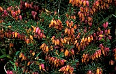 ERICA CARNEA CHALLENGER,  HEATHER,  WINTER HEATH,  ERICACEAE,  CLOSE UP,  ORANGE FLOWERS