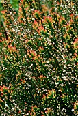 CALLUNA VULGARIS RED FRED