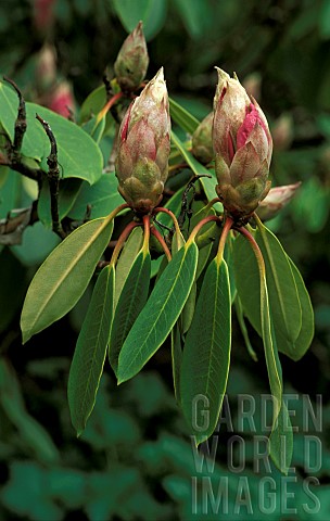 RHODODENDRON_BUDS__KING_GEORGE
