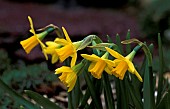 NARCISSUS, MINATURE DAFFODIL FLOWER HEADS