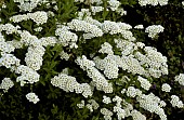 SPIRAEA ARGUTA BRIDAL WREATH