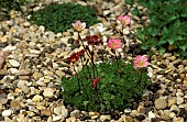 SAXIFRAGA, MOSSY PINK, GROWING IN SHINGLE