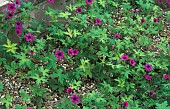 GERANIUM, ANN FOLKARD, CRANESBILL, GROWING BY WALL