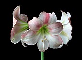 HIPPEASTRUM