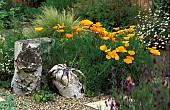 ESCHSHOLZIA CALIFORNICA IN SCREE BED WITH BETULASTUMP AND LOGS.