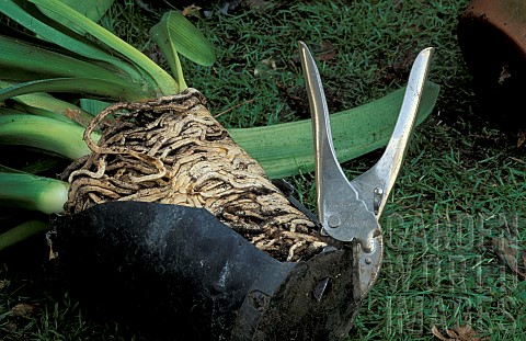 CUTTING_POT_FROM_ROOT_BOUND_CLIVIA