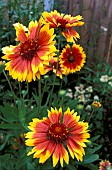 GAILLARDIA GRANDIFLORA DAZZLER RED AND YELLOW PETALS, BRIGHT FLOWERHEADS.