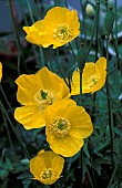 MECONOPSIS CAMBRICAWELSH POPPY
