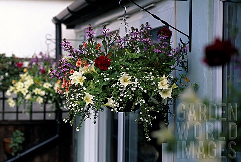 MIXED_FLOWERS_IN_SUMMER_BASKET