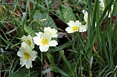 PRIMULA VULGARIS, PRIMROSE (GROWING IN THE WILD)