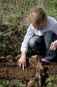 CHILD GARDENING, SOWING PUMPKIN SEEDS