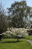 JAPANESE CHERRY, PRUNUS SERRULATA, IN BLOSSOM