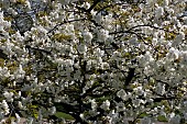 JAPANESE CHERRY, PRUNUS SERRULATA, IN BLOSSOM