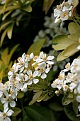 CHOISYA TERNATA, SUNDANCE, MEXICAN ORANGE BLOSSOM