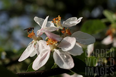 HOVER_FLY_ON_APPLE_BLOSSOM