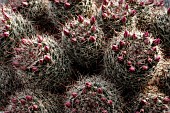 MAMMILLARIA ZEILMANNIANA, ROSE PINCUSHION