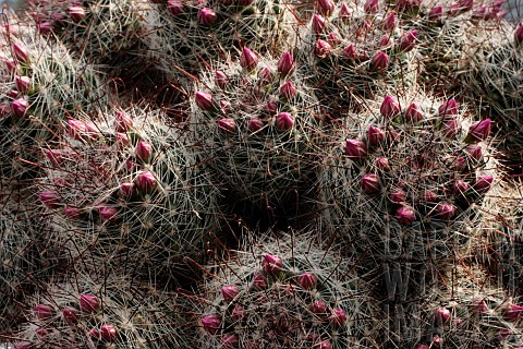 MAMMILLARIA_ZEILMANNIANA_ROSE_PINCUSHION