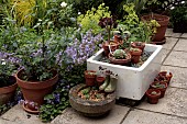 PATIO, BUTLER SINK, VARIOUS PLANTED CONTAINERS