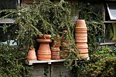 COTONEASTER HORIZONTALIS WITH TERRACOTTA POTS ON SHELF