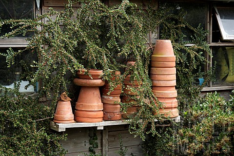 COTONEASTER_HORIZONTALIS_WITH_TERRACOTTA_POTS_ON_SHELF