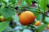 CITRUS (MINIATURE ORANGE)