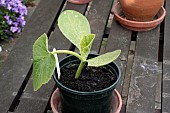 PUMPKIN, ATLANTIC GIANT, HARDENING OFF SEEDLING, MAY