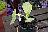 PUMPKIN, ATLANTIC GIANT, HARDENING OFF SEEDLING, MAY