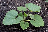 PUMPKIN, ATLANTIC GIANT, PLANTED OUT, JUNE