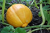 PUMPKIN, ATLANTIC GIANT, RIPENING FRUIT, SEPTEMBER