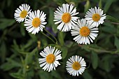 ERIGERON KARVINSKIANUS