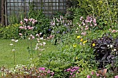 AQUILEGIA,  POLYGONUM BISTORTA SUPERBUM,  LYSIMACHIA FIRECRACKER IN MIXED BORDER