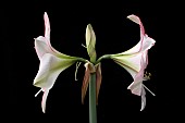 HIPPEASTRUM, APPLE BLOSSOM, AMARYLLIS