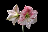 HIPPEASTRUM, APPLE BLOSSOM, AMARYLLIS