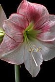 HIPPEASTRUM, APPLE BLOSSOM, AMARYLLIS