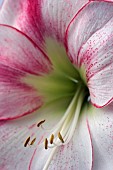 HIPPEASTRUM, APPLE BLOSSOM, AMARYLLIS