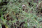 SAWFLY LARVAE DAMAGE, SOLOMONS SEAL (POLYGONATUM)