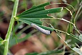 SAWFLY LARVAE DAMAGE, SOLOMONS SEAL (POLYGONATUM)