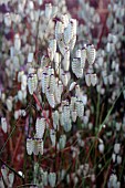 BRIZA MEDIA, QUAKING GRASS