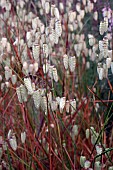 BRIZA MEDIA, QUAKING GRASS