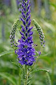 VERONICA SPICATA, (SPIKED SPEEDWELL)