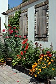 COLOURFUL SUNNY BORDER
